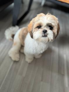 Hund Shih Tzu
