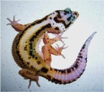 Bold Striped Leopardgecko Weibchen abzugeben