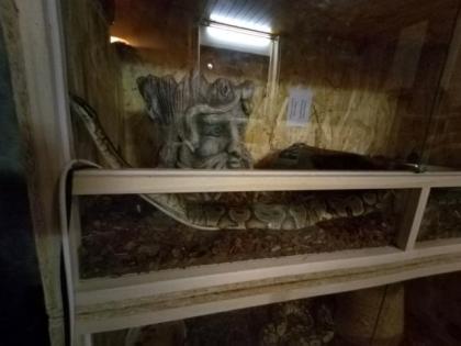 Schlangen mit Terrarien zu verkaufen