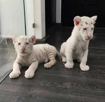 Beste Zug braun Gepard, Tiger, Löwe, Cubs