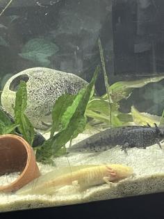 Axolotljungtiere vom 31. 01. 23