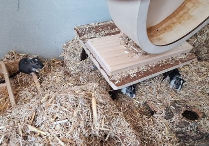 3 junge Mäuse weiblich mit Käfig und Zubehör abzugeben