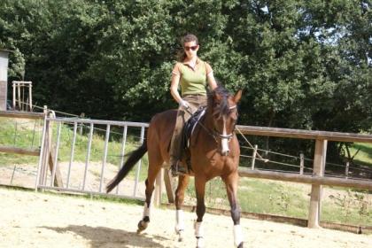 Suche eine zuverlässige Reitbeteiligung für mein Pferd engl. Vollblut