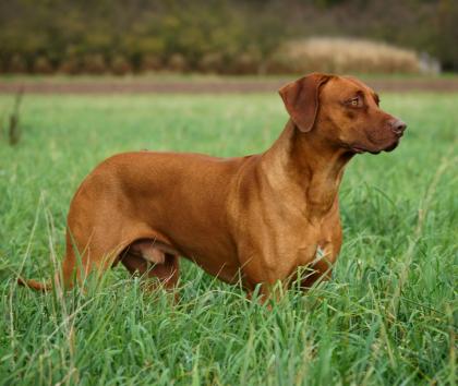 Rhodesian Ridgeback Deckrüde Livernose