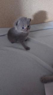 Reinrassige BKH kitten