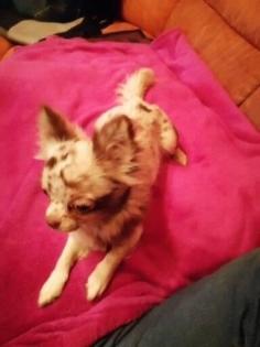 Hunde suchen dringend ein neues Zuhause