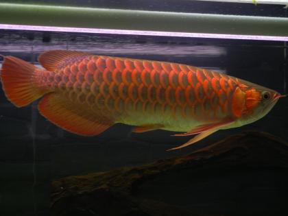 Asiatische Arowanas Drachenfische