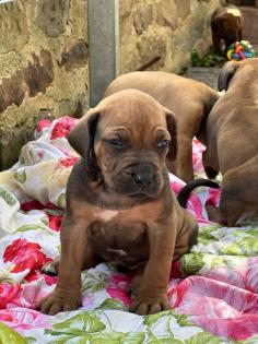 Rhodesian Ridgeback Welpen mit Papieren