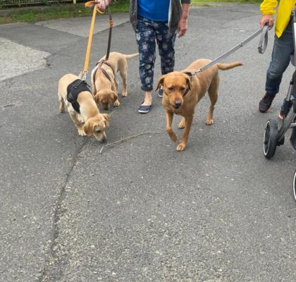 Unsere süßen Labrador Welpen