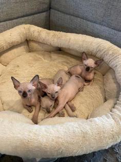 Canadian/Don Sphynx, Vater mit Ahnentafel