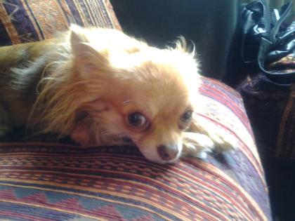 Schöner Chihuahua schoko tan