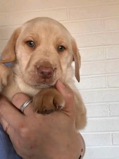 Niedliche Labrador-Welpen suchen ein liebevolles Zuhause