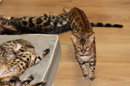 Bengall Katze Benjamin super Charakter