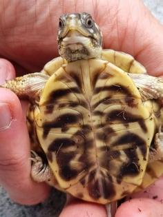 Terrapene ornata ornata eigene NZ 2022