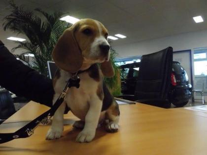 4 Beagle Rüden in gute Hände zu verkaufen