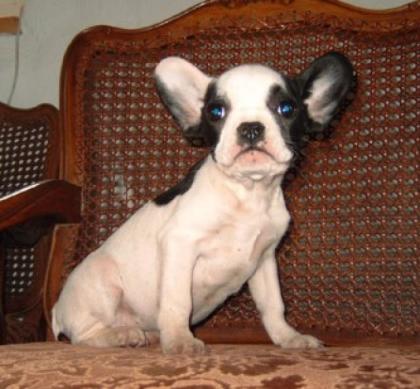 Französische Bulldogge, Süße Welpen, Freiatmend