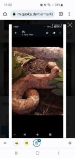 Hog Island Boa 0. 1