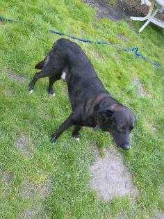 Labrador Doggen Mix