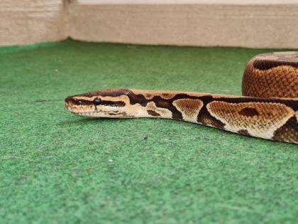 Drei Königspythons abzugeben