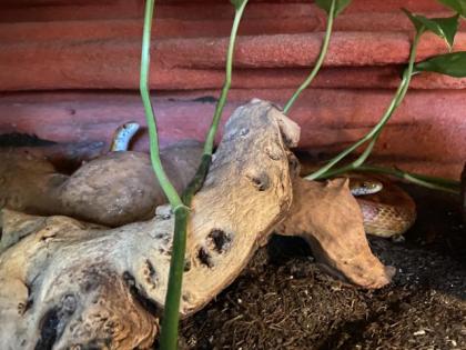 Wunderschönes Terrarium mit 2 Kornnattern 0. 0. 2. abzugeben