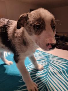 Border Collie Welpen
