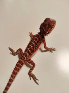 Bartagamen Babys Cawley Red P. Vitticeps
