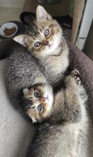 BKH kitten