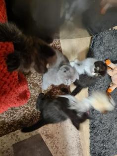 Scottish katzen lange und kurze Haare