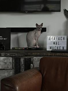 Don Sphynx und Canadian Sphynx aus privaten Gründen abzugeben