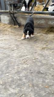 Schweizer Sennenhund Welpen