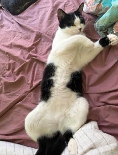 Geschwister Katzen suchen liebevolles Zuhause EKH
