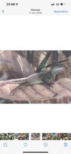 Grüne Wasseragame weibchen 0. 1