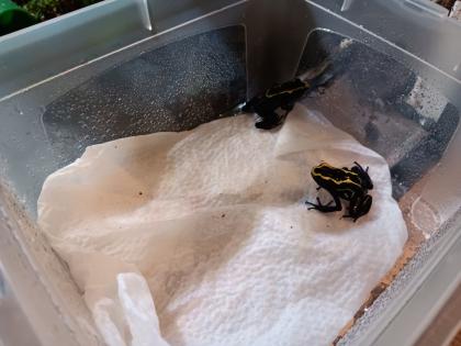 Dendrobates tinctorius nominat 0. 3