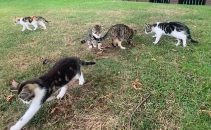 Kitten, Katzenbabys, Hofkatzen
