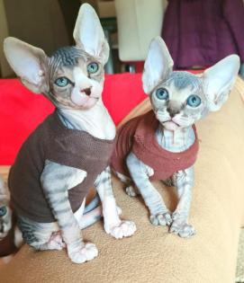 Reinrassige Canadian Sphynx Katzenbabys