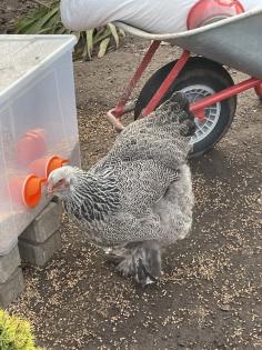 Bruteier Brahma gelockt und glatt