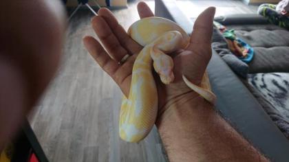 Zwei Königspython male 1. 0