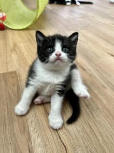 3 Katzenbabys zu vermitteln