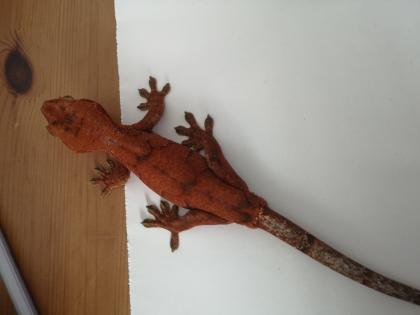Gecko Hybrid Chahoua x Crested
