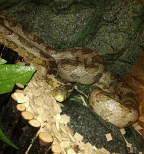 Bildschönes Kornnatternpaar mit Terrarium