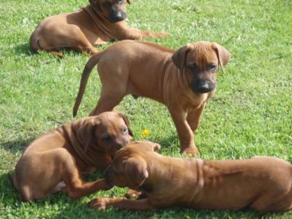 Wunderschöne Rhodesian Ridgeback - Welpen