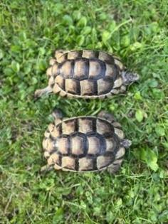 Schildkröten 2 Breitbandschildis abzugeben