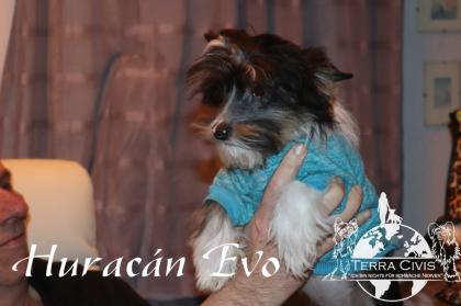 Chinese Crested Puppies
