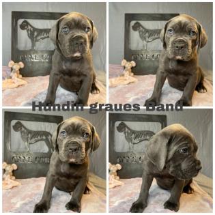 Kräftige Cane C rso Welpen