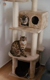 Bengal Katze und Kater