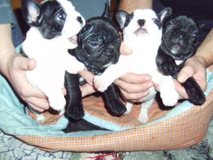 4 kleine süße Bullybabys suchen ein neues zu Hause.