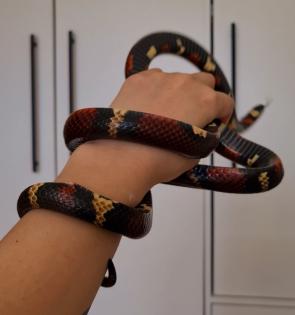 Milchnatter Königsnatter Lampropeltis triangulum