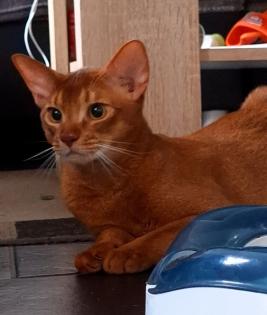 Charmanter reinrassiger 12 Monate alter Abessinier Kater mit Abstammungsurkunde