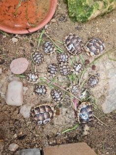 Breitrandschildkröten