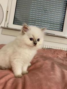 Perser Kitten